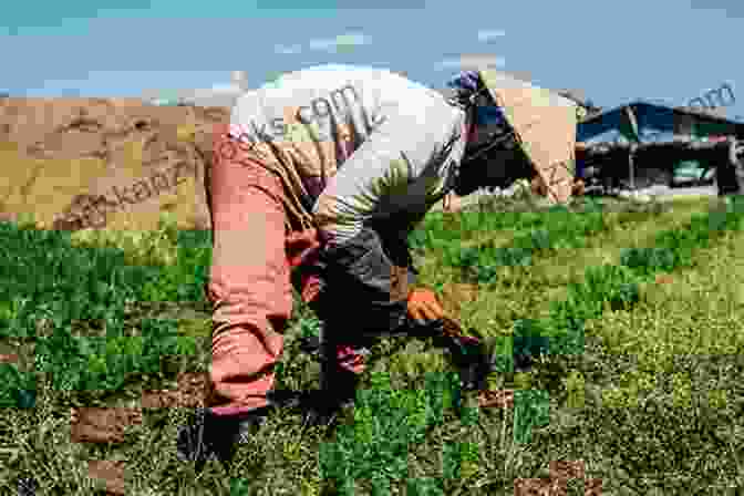 Farmer Tending To Crops In A Field New Haven Chef S Table: Restaurants Recipes And Local Food Connections